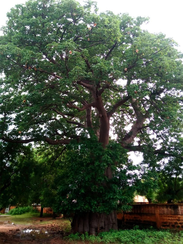 Diéma : Le Baobab, un patrimoine familial