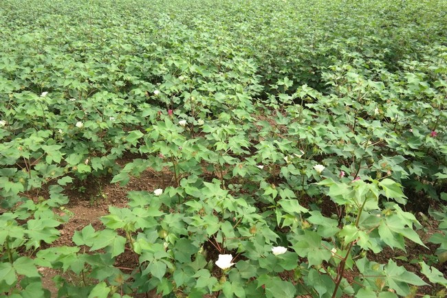 Campagne cotonnière 2022/2023 : Le prix du coton graine premier choix à 285 FCFA/kg, une première au Mali