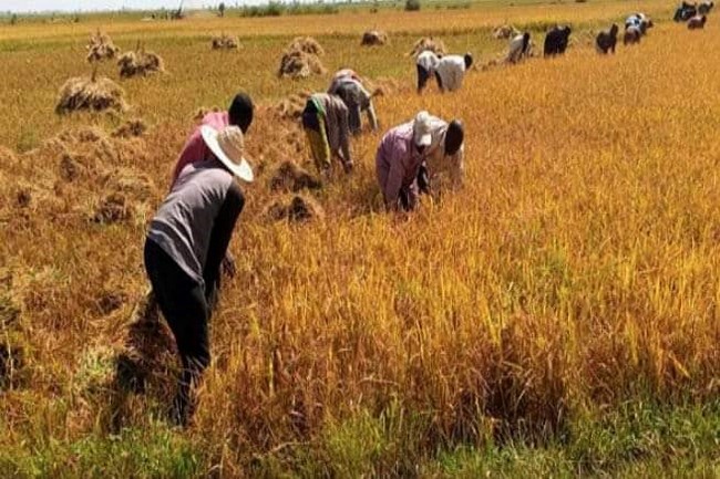 Campagne agricole 2021-2022 à Mopti :  L’insécurité met en jachère plus de 60 000 hectares