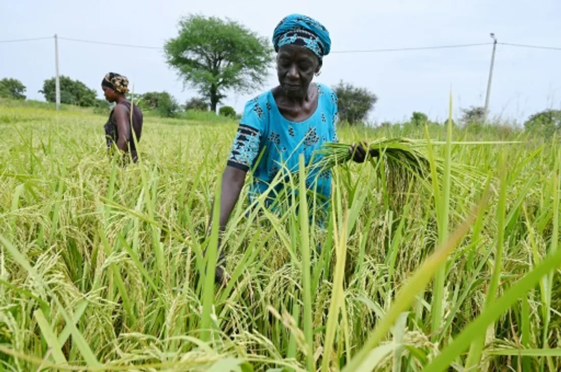 L'Afrique bataille pour briser sa dépendance au riz indien sous restrictions