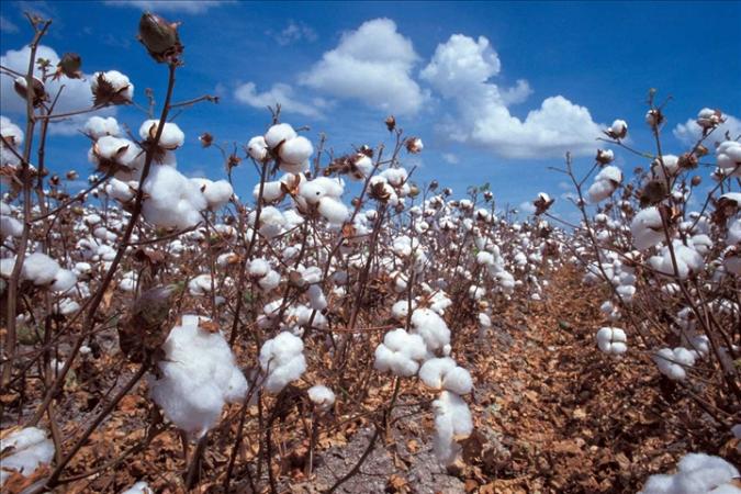 Contribution :  Et si le Mali se spécialisait dans les produits semi-finis du coton