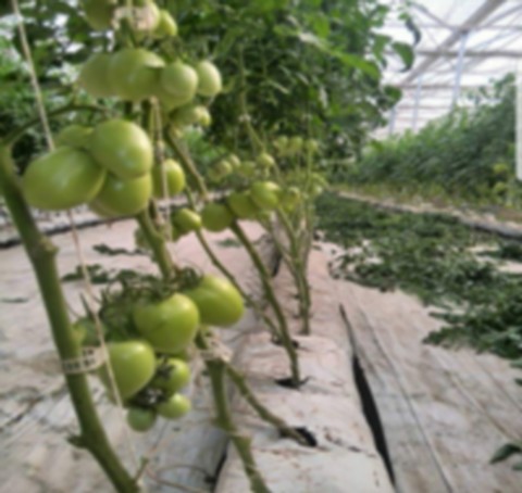Culture sous serre :  A la découverte de la tomate