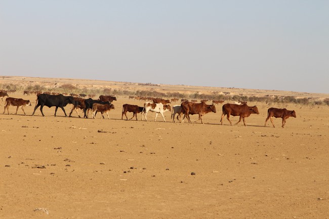 Pastoralisme :  Un mode de vie ancestral en danger