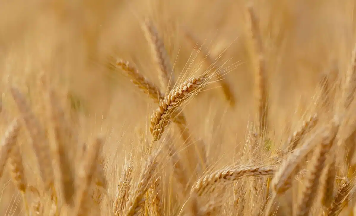 Le ministre russe de l'Agriculture annonce la livraison de 200 000 tonnes de céréales à 6 pays africains