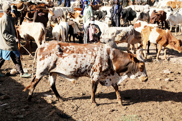 #Mali : Viande et sous produits d'abattage : La transformation industrielle pour ajouter de la valeur