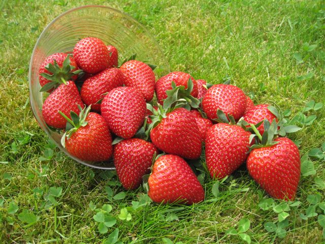 La fraise, «ou rouge» inattendu des producteurs au Burkina Faso