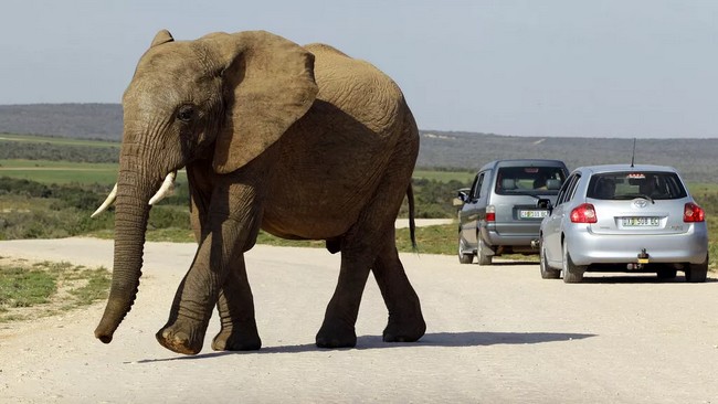 Afrique du Sud : un touriste espagnol piétiné par des éléphants