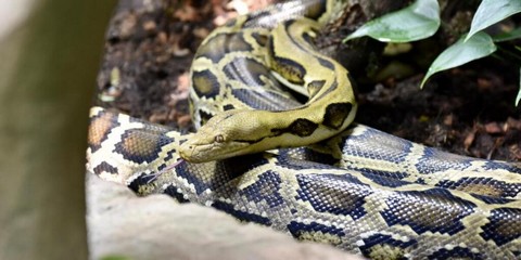 Drame : une femme retrouvée morte dans l'estomac d'un python dans ce pays