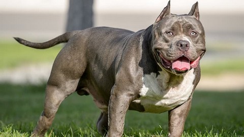 Angleterre: un homme meurt après avoir été attaqué par son chien, la police abat l'animal