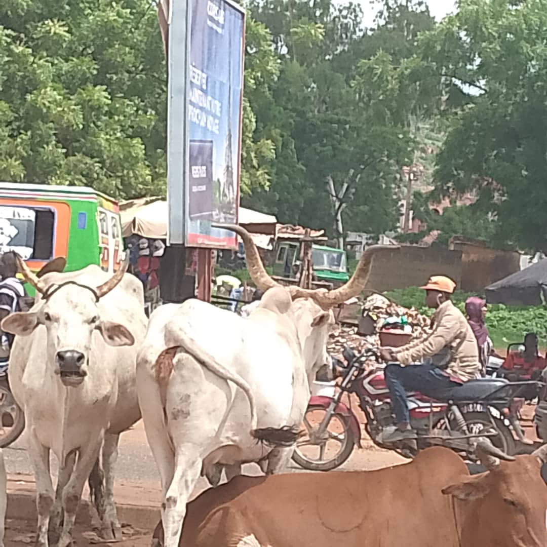 Divagation des animaux à Bamako : Indifférence incompréhensible des forces de sécurité installées à Sébénicoro