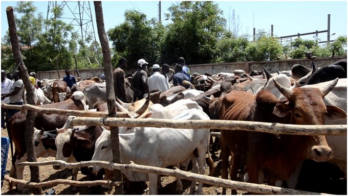Fermeture de 7 marches à bétail de Bamako :   Les autorités promettent l’ouverture de nouveaux marchés à Kati-dral, à Sanakoroba et à Zantiguila