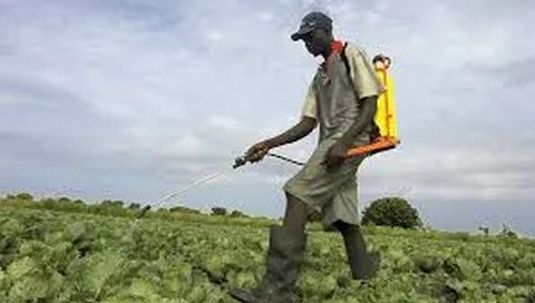 Environnement et assainissement : Plus de 200 Maliens meurent chaque année de l’utilisation des produits chimiques