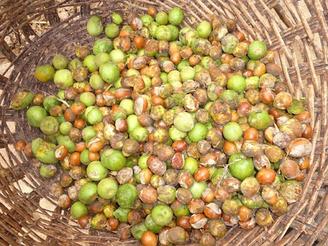 Produits oléagineux :  Le Mali suspend l’exportation d’amandes de karité