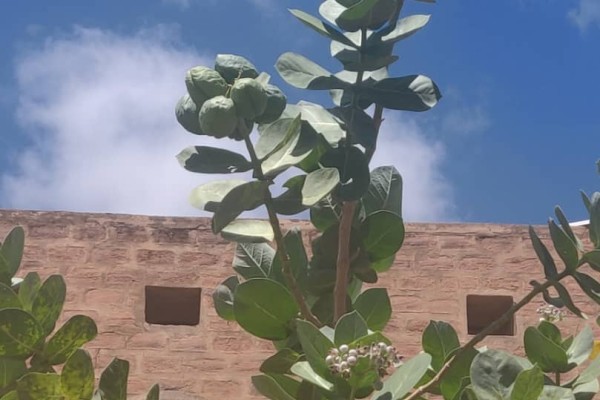 #Mali : Le pommier de Sodome : Dans les secrets du «pompo pogolo» ou «tourza» ou «bamamembi»