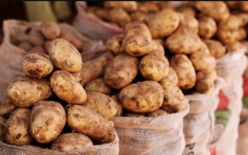 Sikasso : La pomme de terre fait vivre