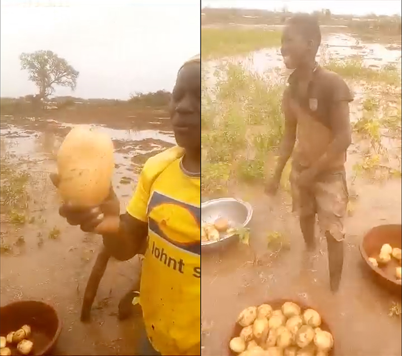 Sikasso : les champs de pomme de terre  inondés  suite aux dernières pluies